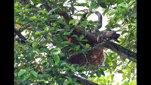 東方蜂鷹 - ML625383280