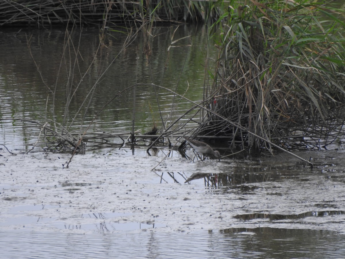 Wood Sandpiper - ML625383281