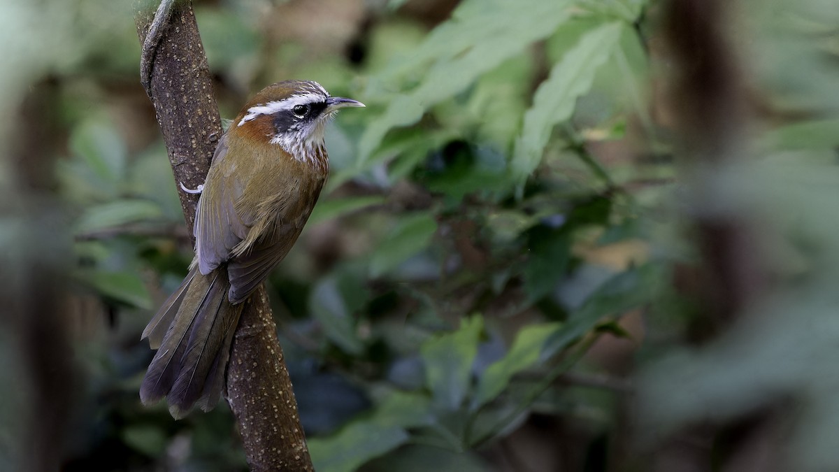 Streak-breasted Scimitar-Babbler - John Clough