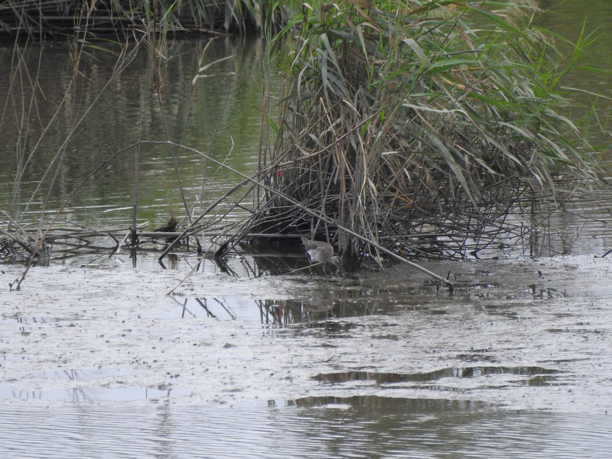 Wood Sandpiper - ML625383312