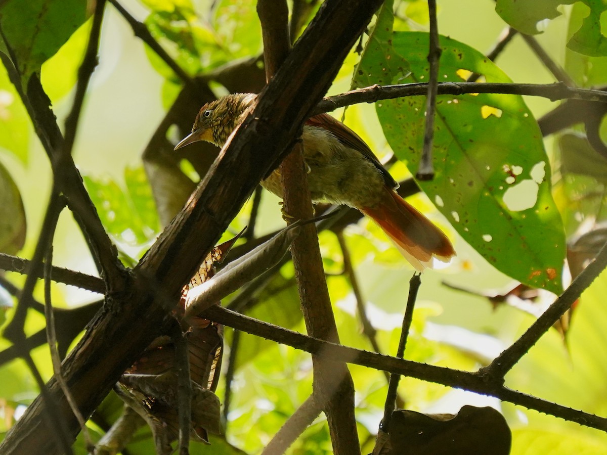 Speckled Spinetail - ML625383367