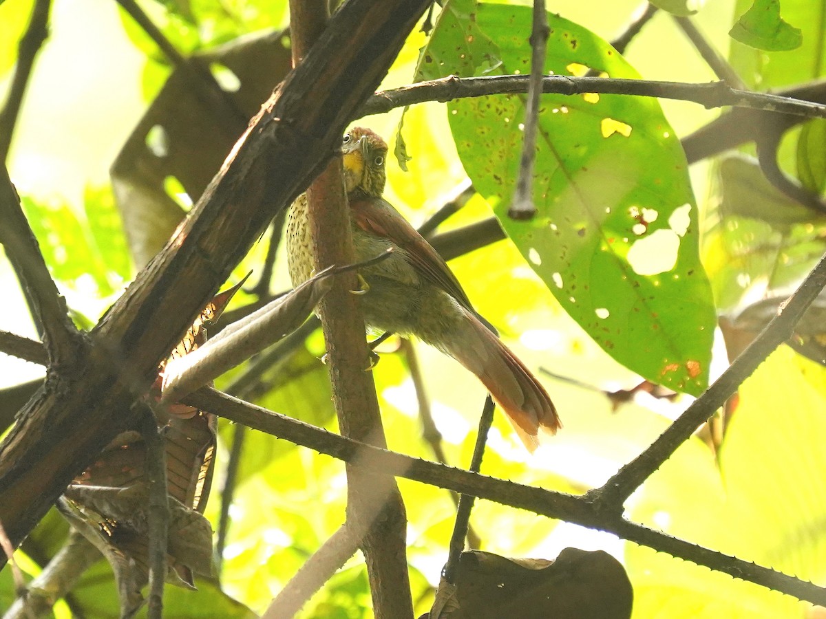 Speckled Spinetail - ML625383368