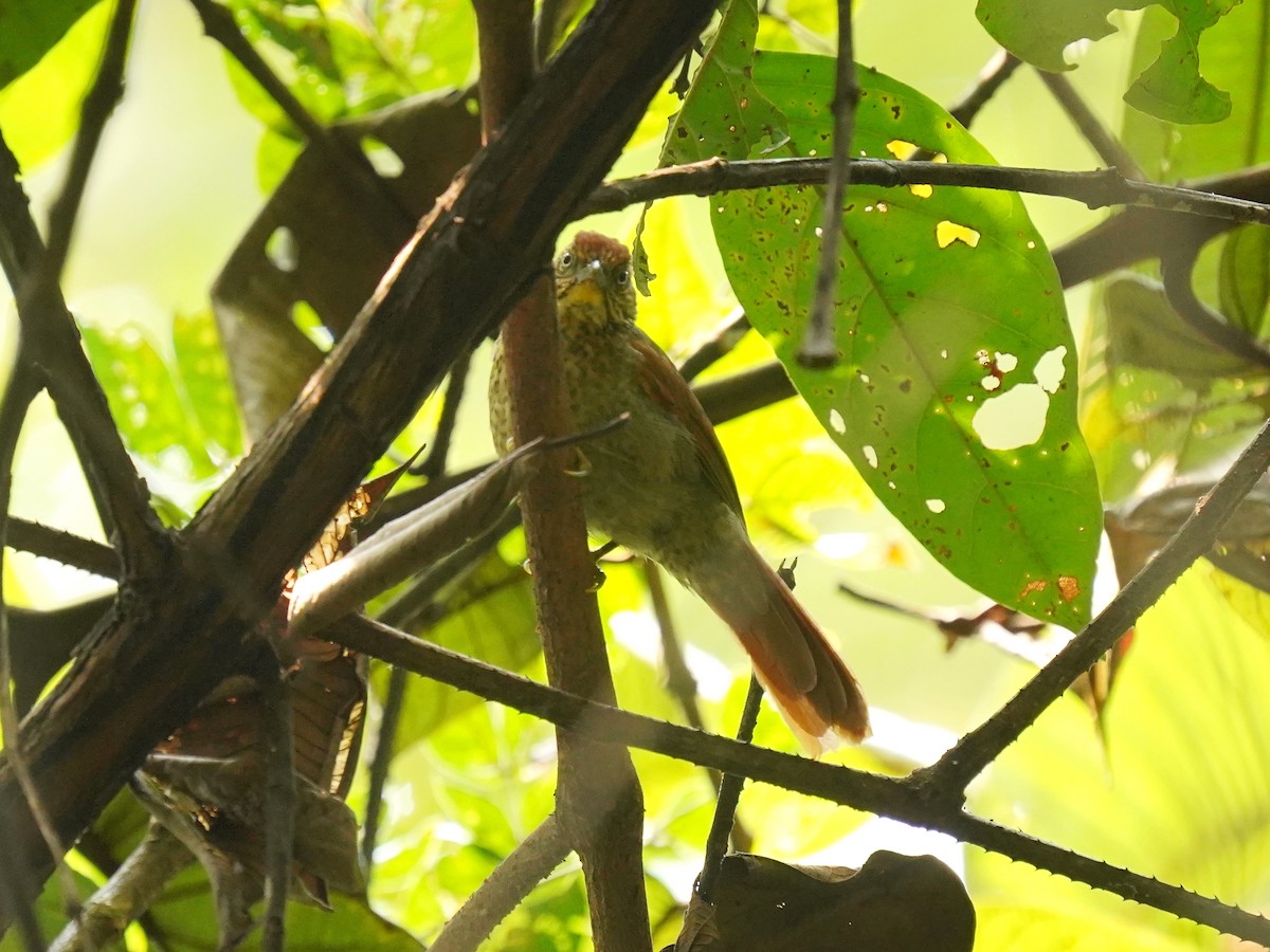 Speckled Spinetail - ML625383369