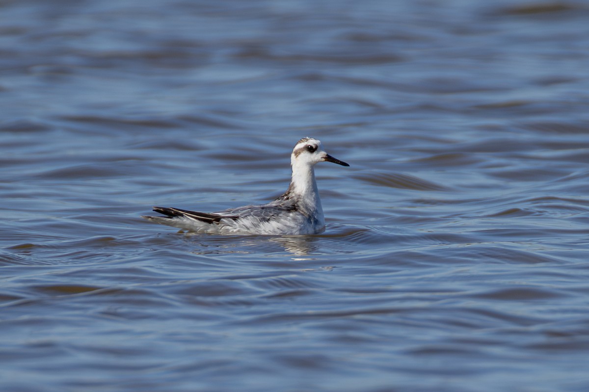 Red Phalarope - ML625383399