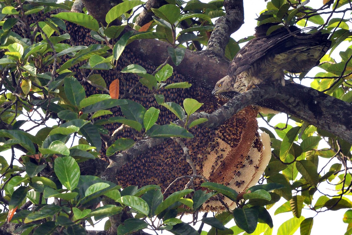 Oriental Honey-buzzard - ML625383419