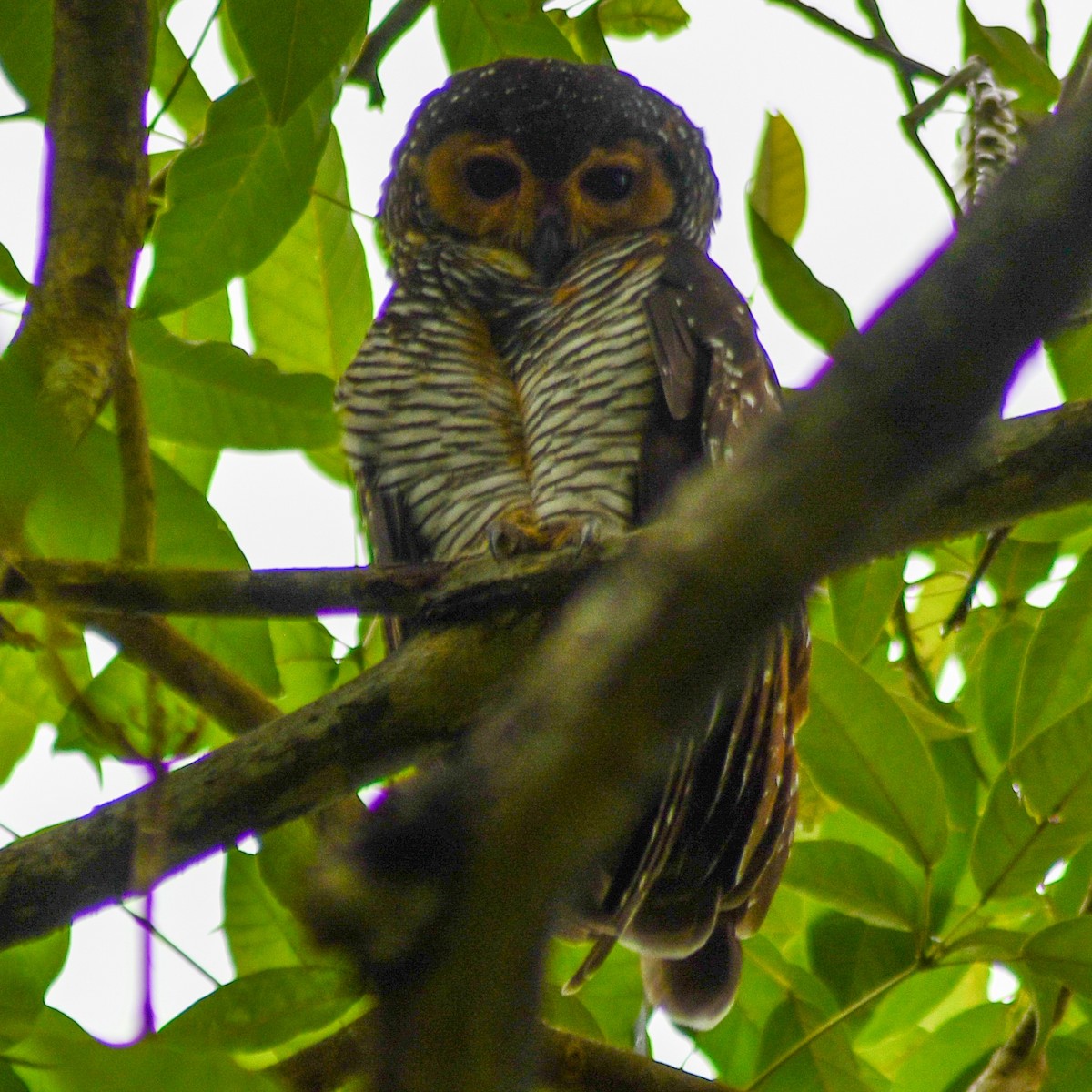 Spotted Wood-Owl - ML625383507