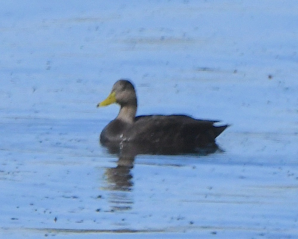 American Black Duck - ML625383508