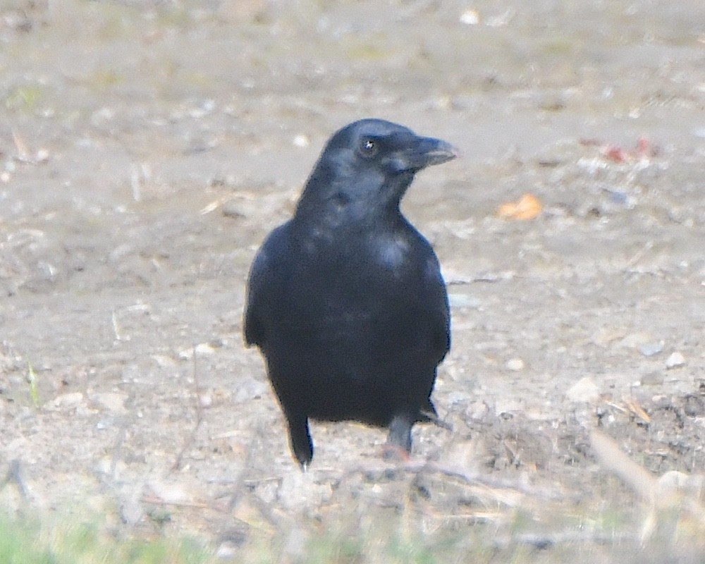 American Crow - ML625383524