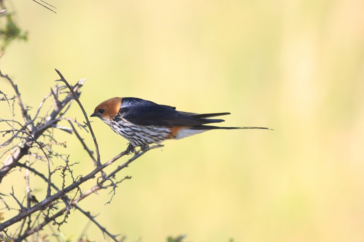 Lesser Striped Swallow - ML625383538