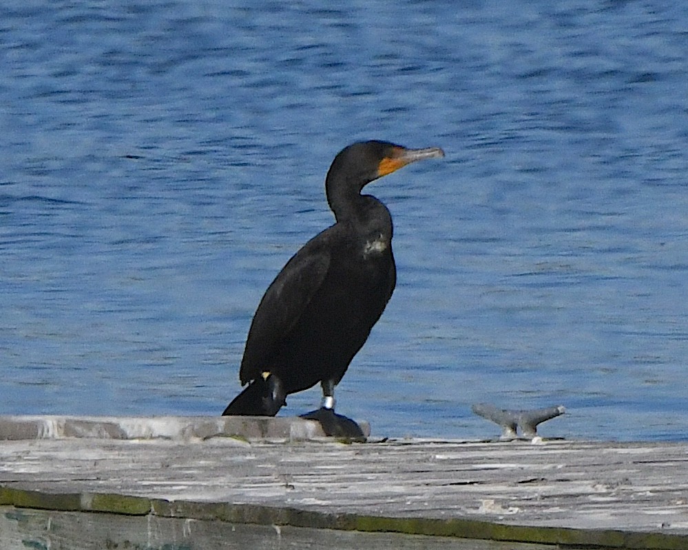 Double-crested Cormorant - ML625383555