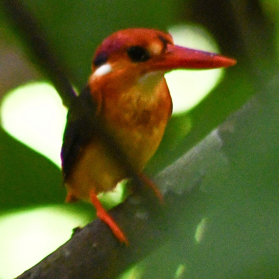 Black-backed Dwarf-Kingfisher - ML625383565