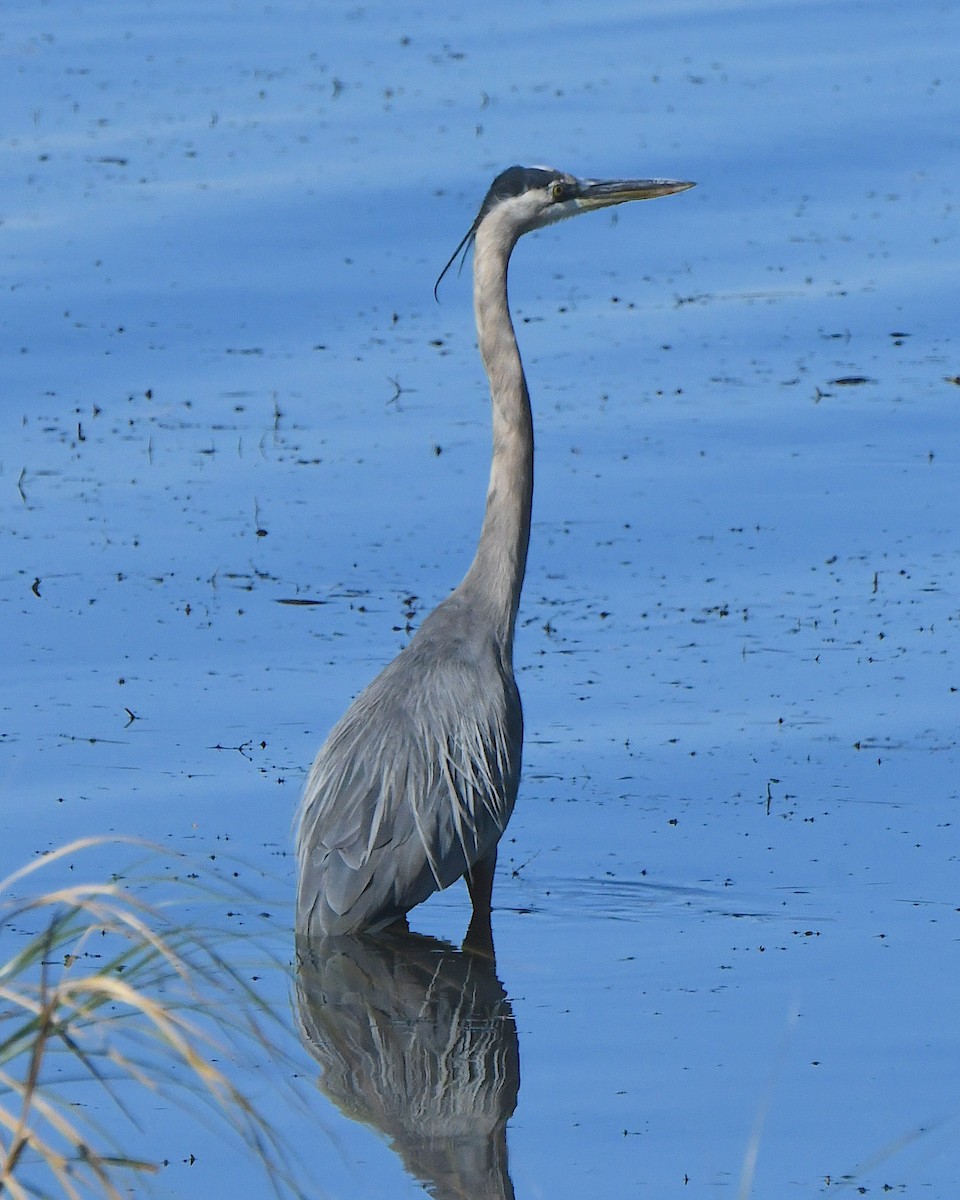 Great Blue Heron - ML625383576