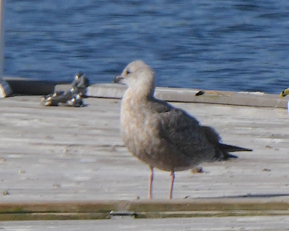 American Herring Gull - ML625383606