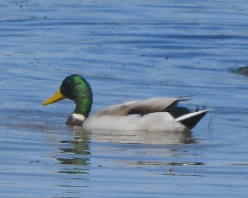 Mallard - ML625383640