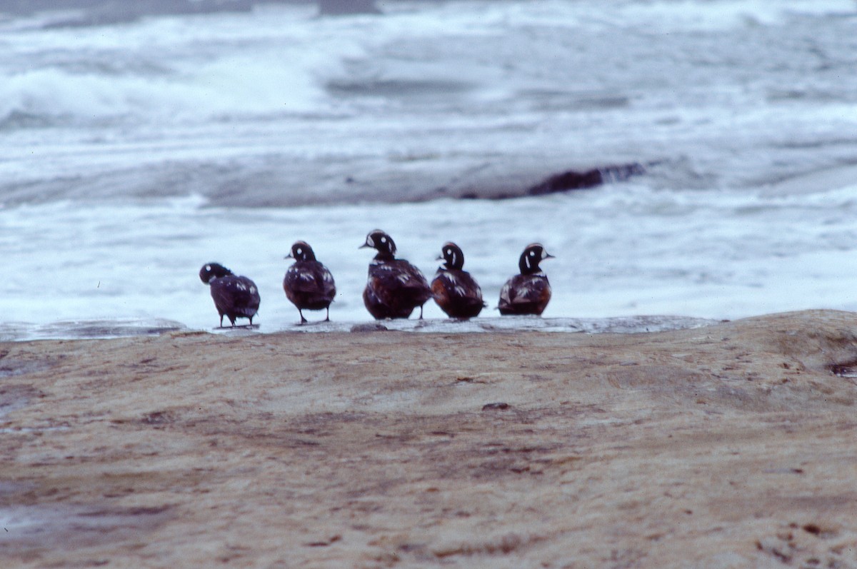 Harlequin Duck - ML625383652