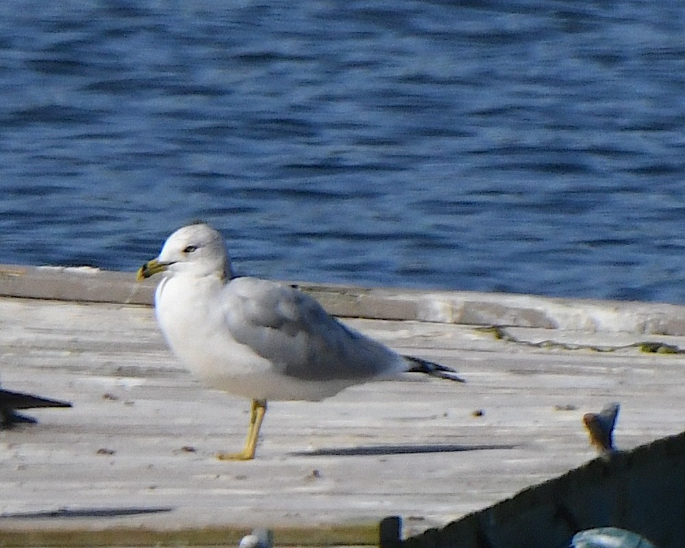 Ring-billed Gull - ML625383672