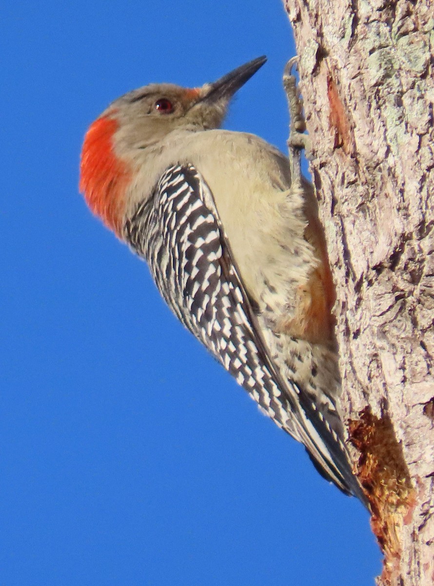 Red-bellied Woodpecker - ML625383719