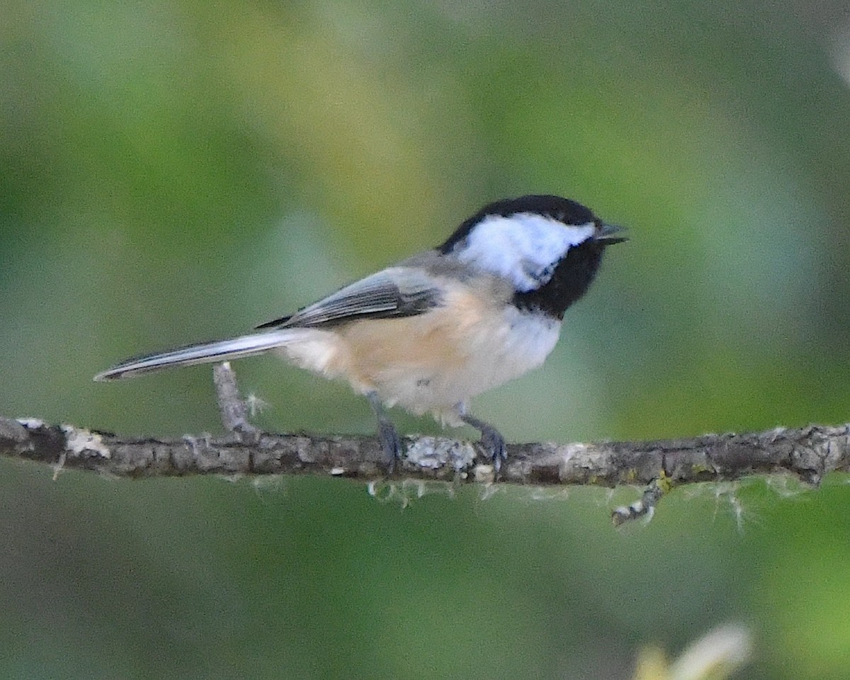 Black-capped Chickadee - ML625383720