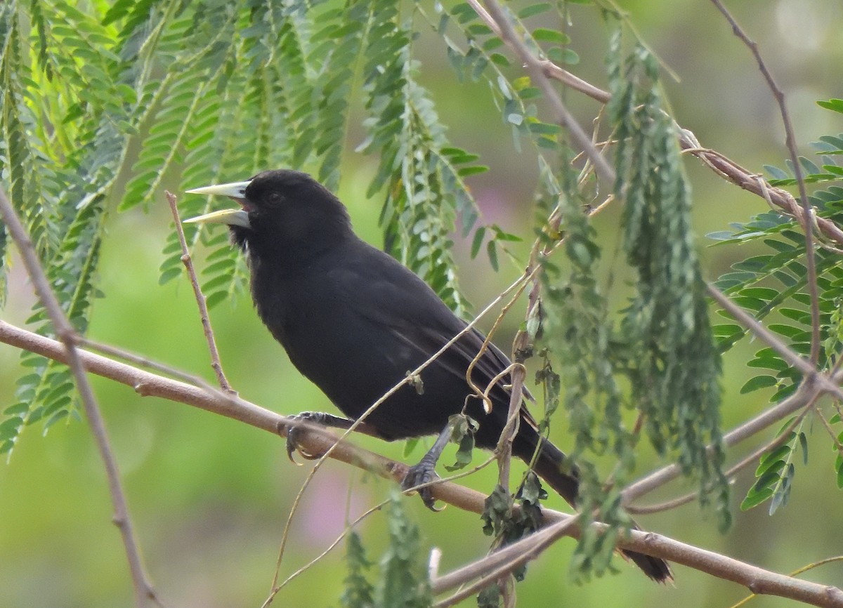 Solitary Black Cacique - ML625383721