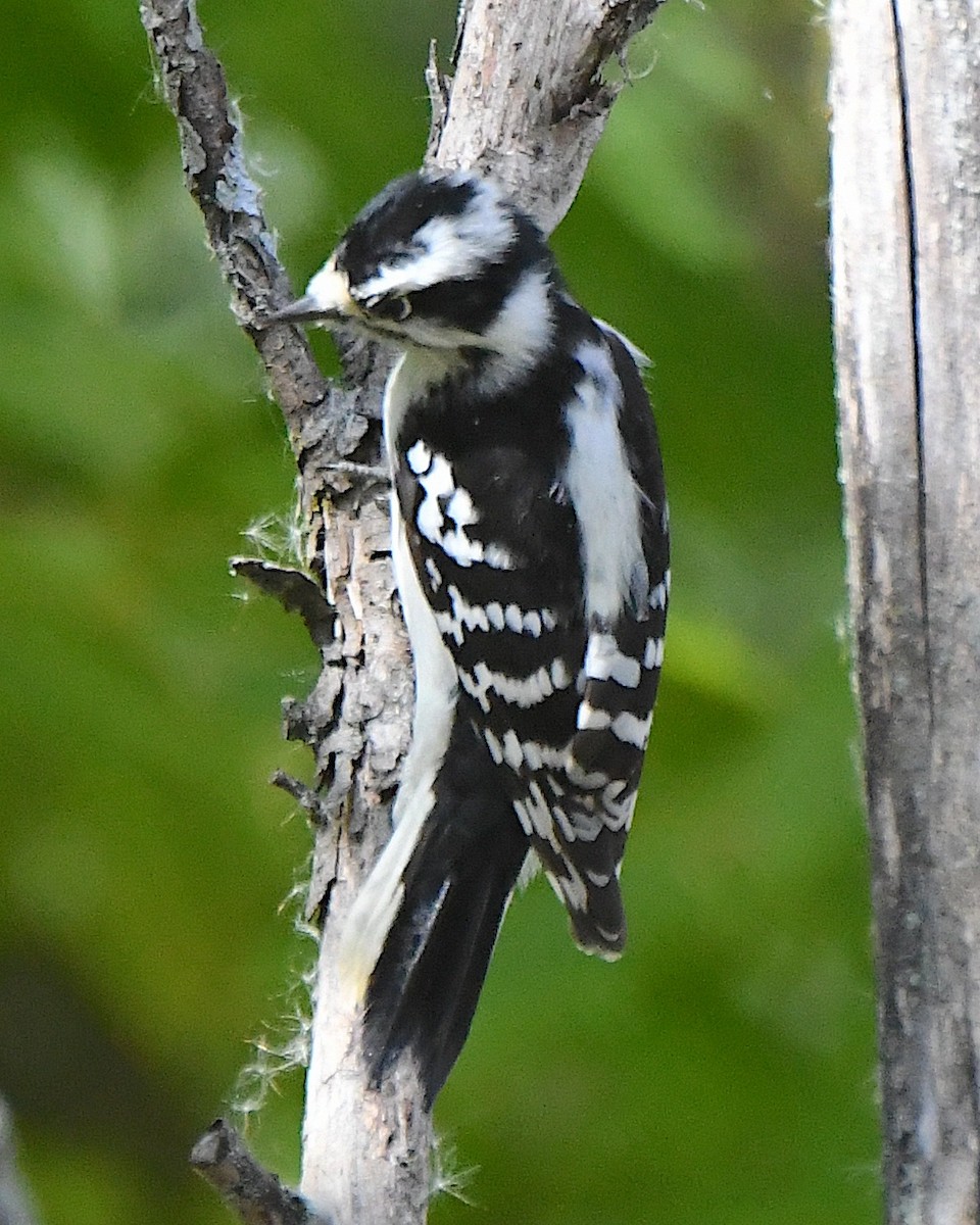 Downy Woodpecker (Eastern) - ML625383755