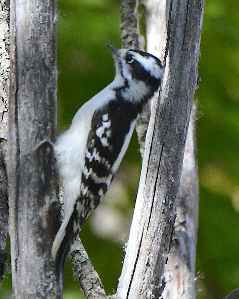 Downy Woodpecker (Eastern) - ML625383768