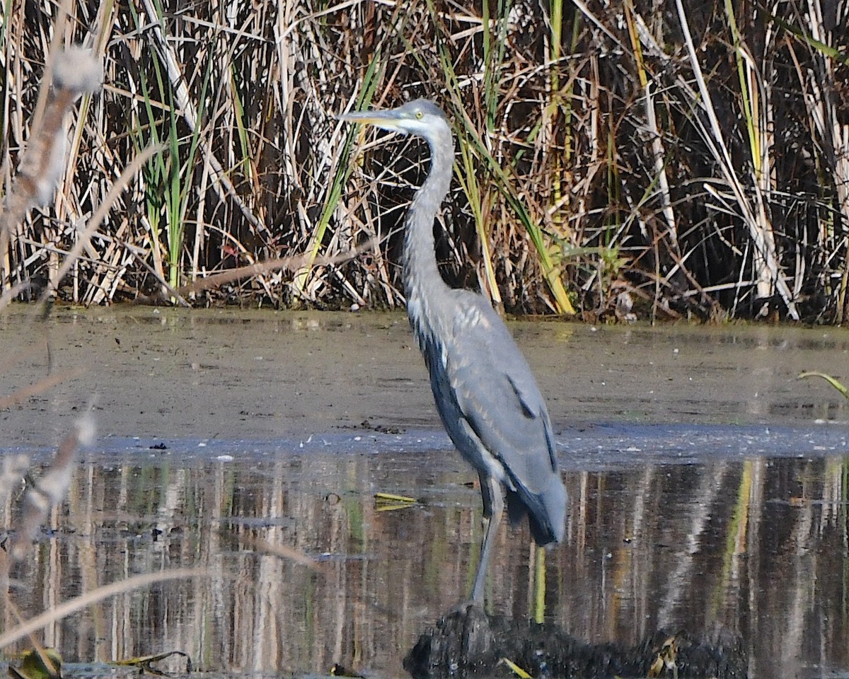 Great Blue Heron - ML625383814