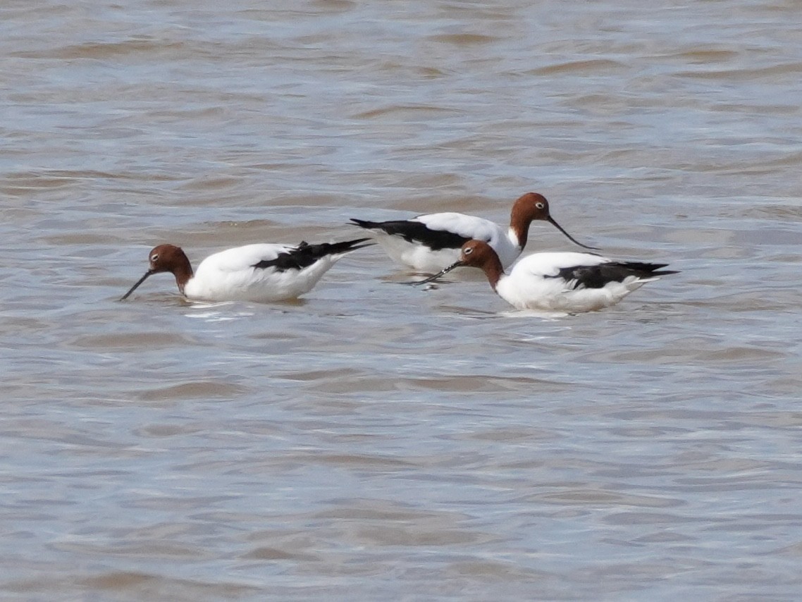 Red-necked Avocet - ML625383844