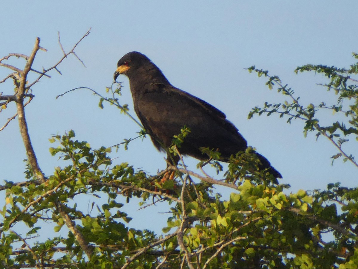 Snail Kite - ML625383857