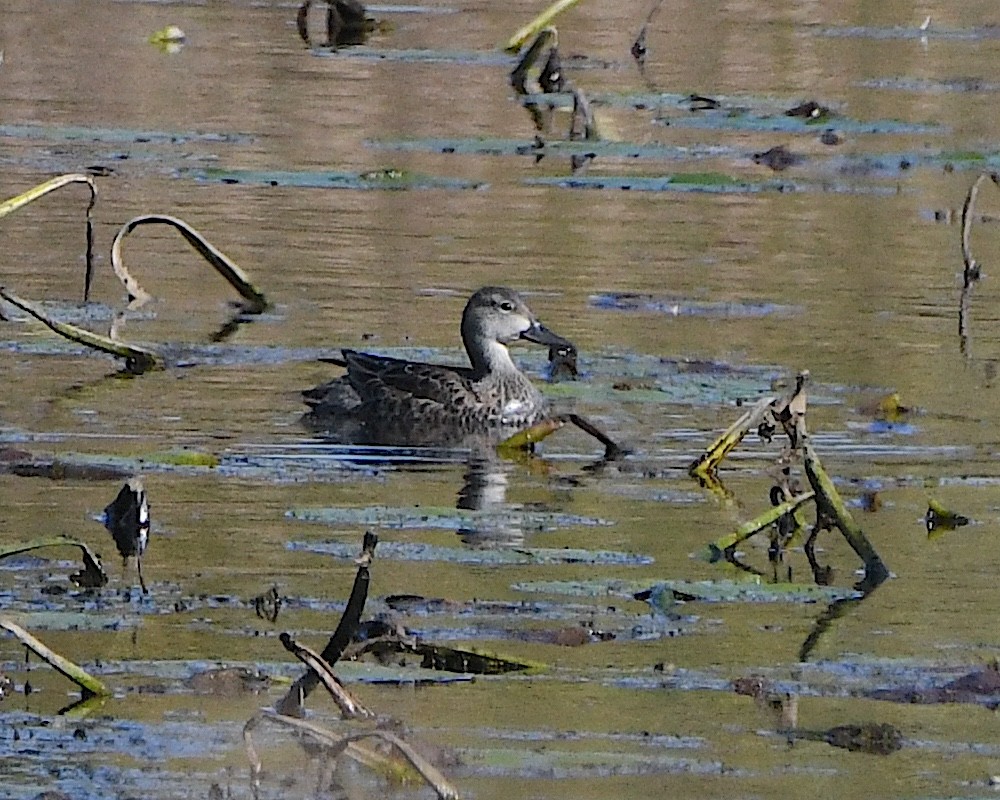 Green-winged Teal (American) - ML625383858