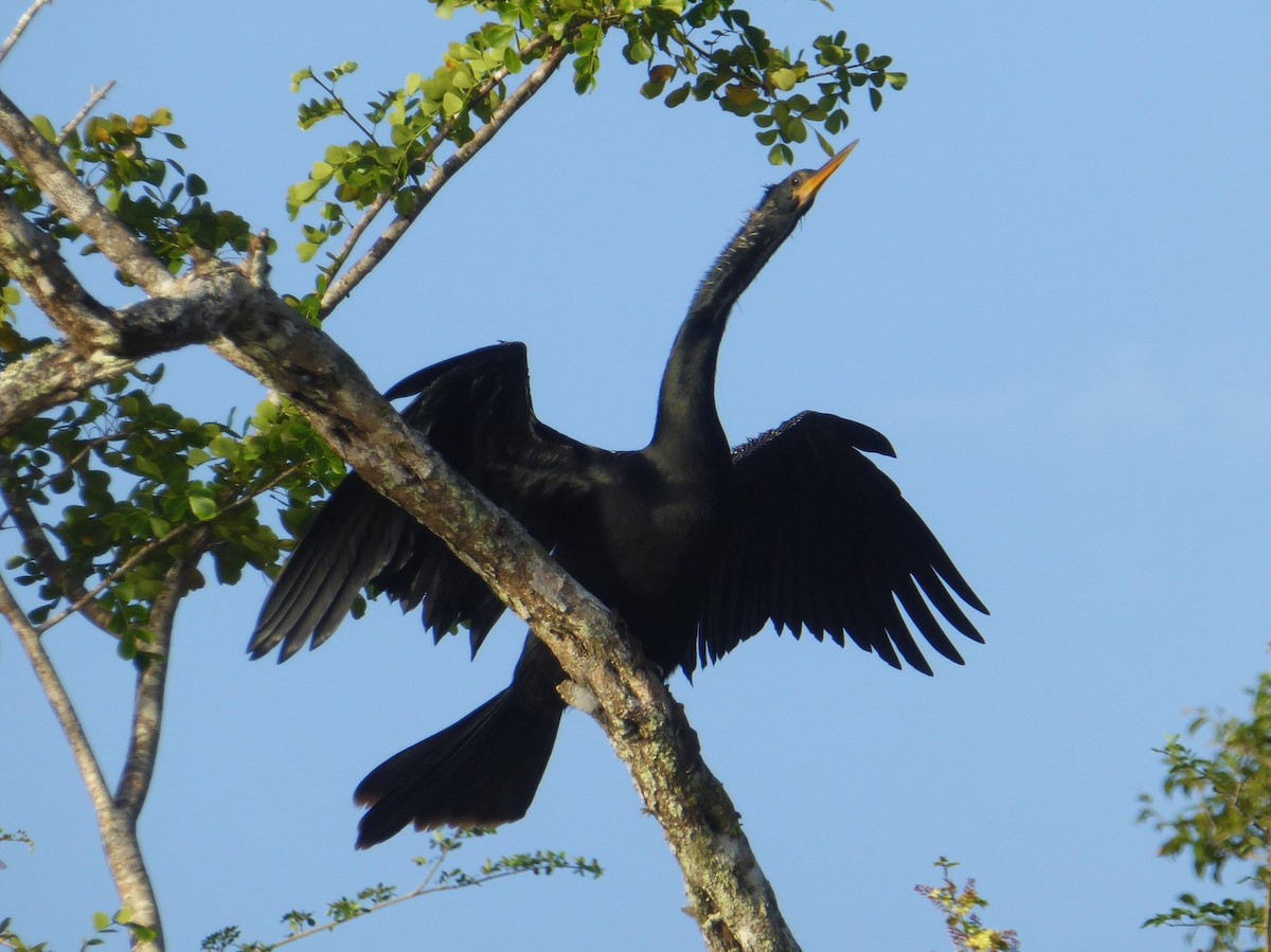 Anhinga - ML625383879