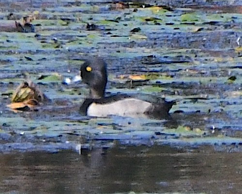 Ring-necked Duck - ML625383884