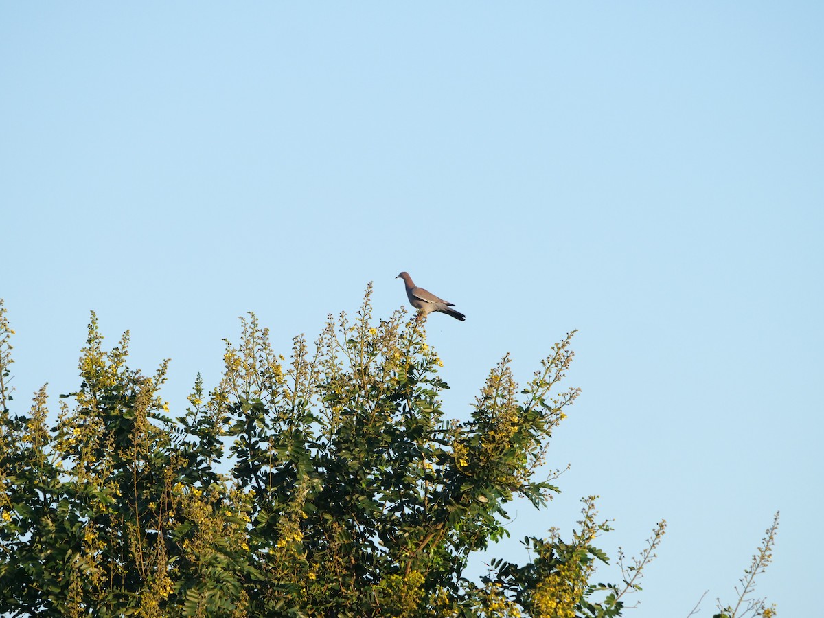 Plain Pigeon - ML625383906