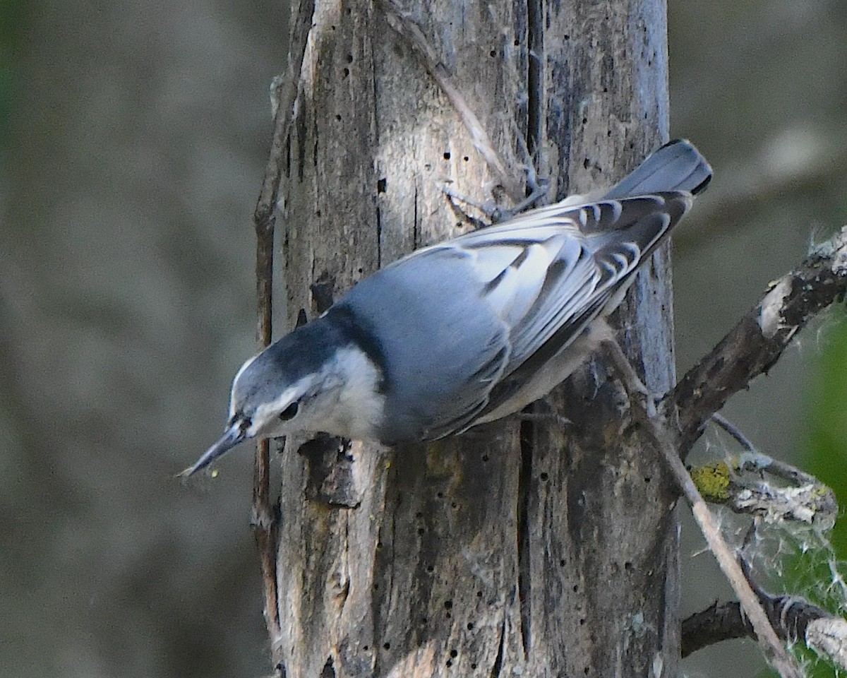 White-breasted Nuthatch (Eastern) - ML625383919