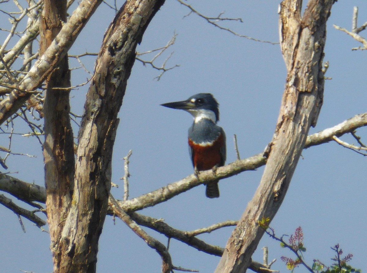 Ringed Kingfisher - ML625383978