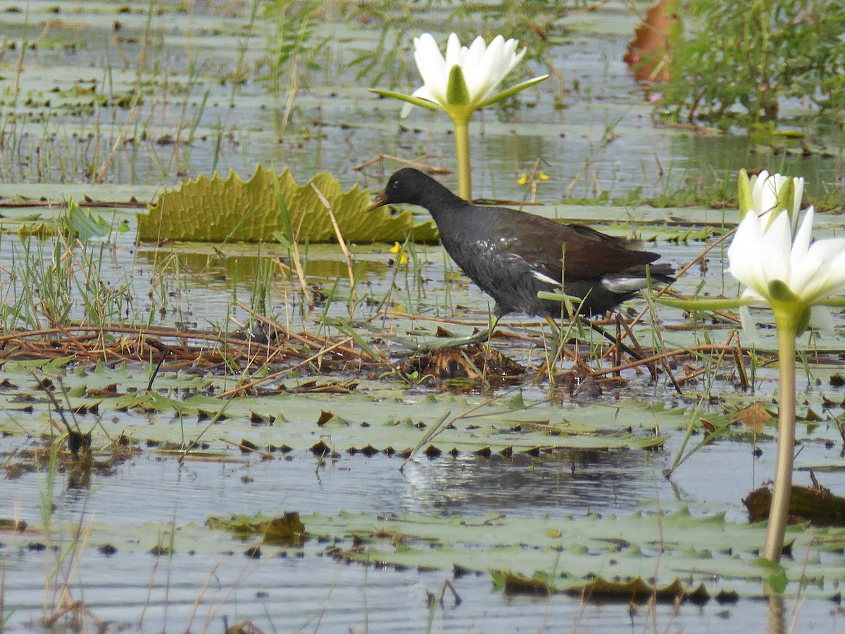 Common Gallinule - ML625384031