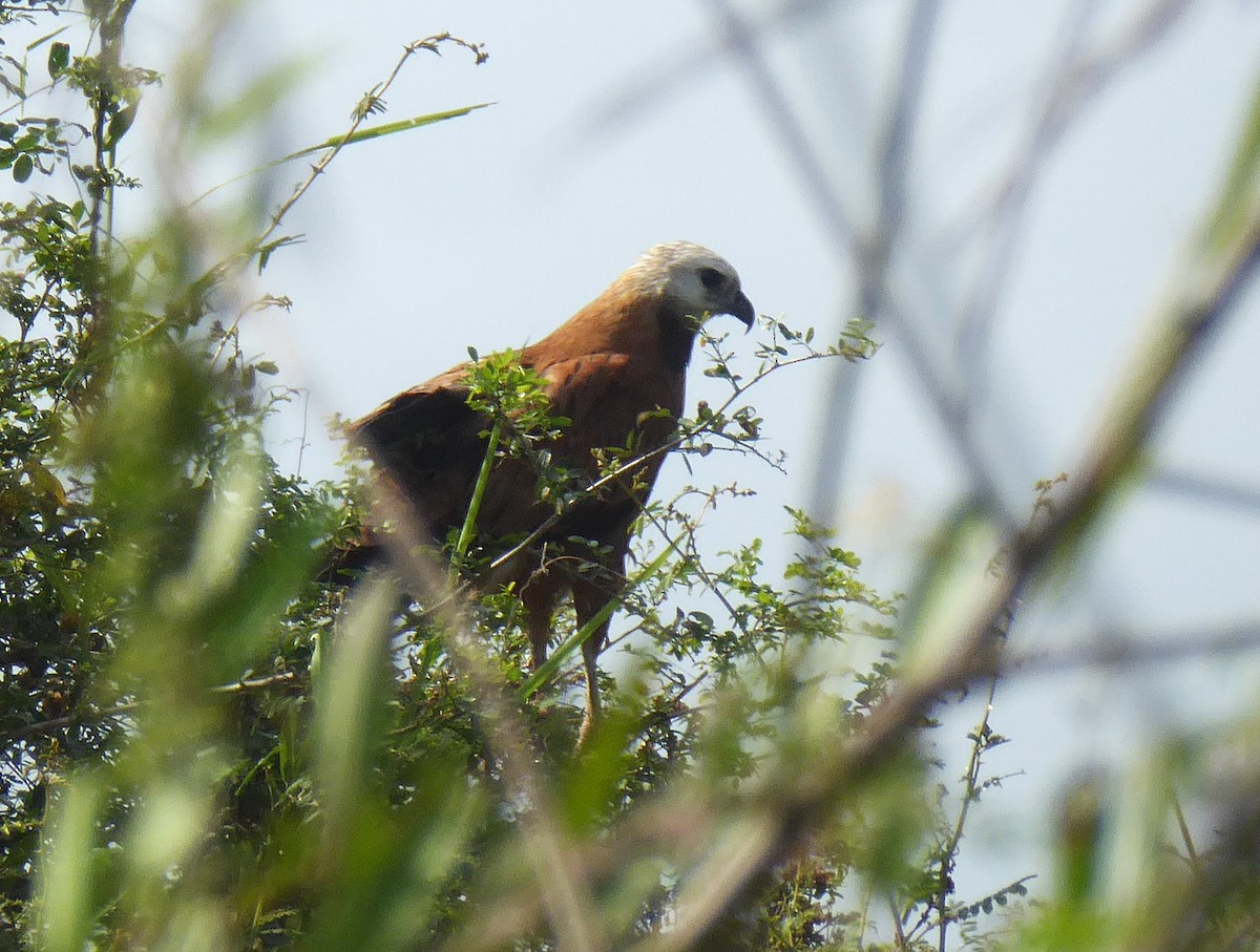 Black-collared Hawk - ML625384107