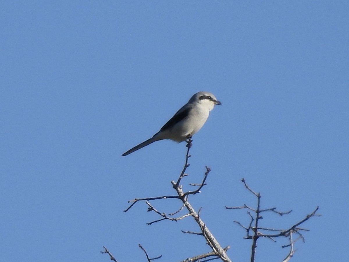 Northern Shrike - Margaret Mackenzie