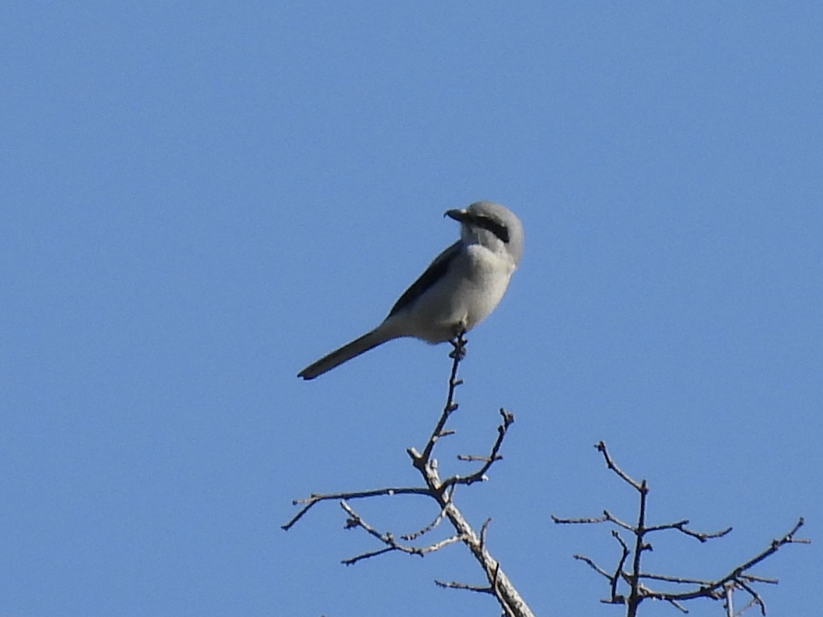 Northern Shrike - Margaret Mackenzie