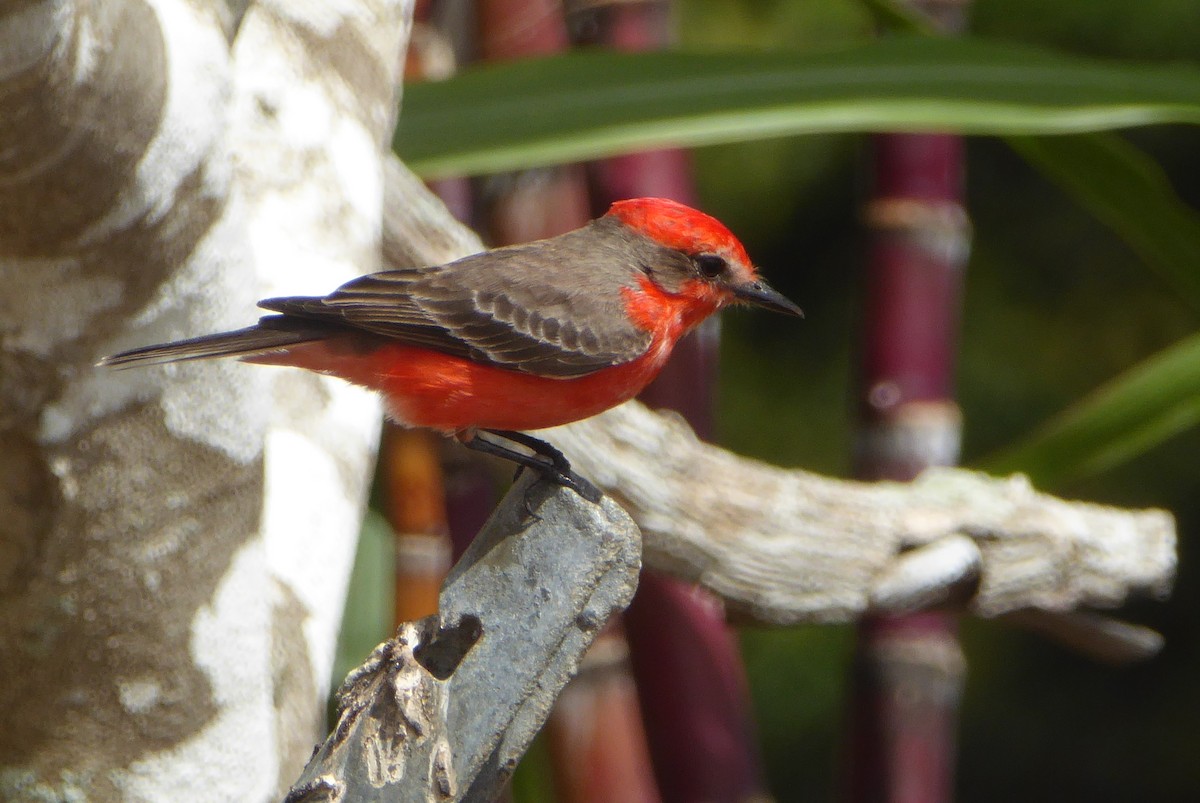 Vermilion Flycatcher - ML625384141