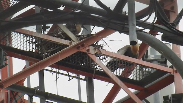 クロハラトキ - ML625384165