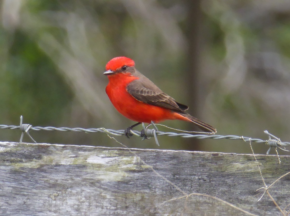 Vermilion Flycatcher - ML625384184