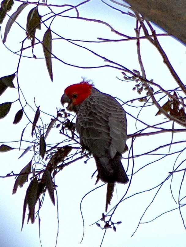 Gang-gang Cockatoo - ML625384207