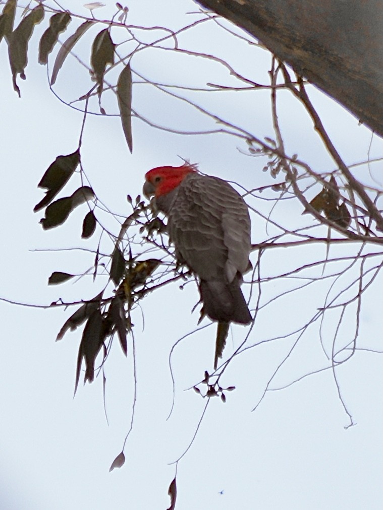 Gang-gang Cockatoo - ML625384208