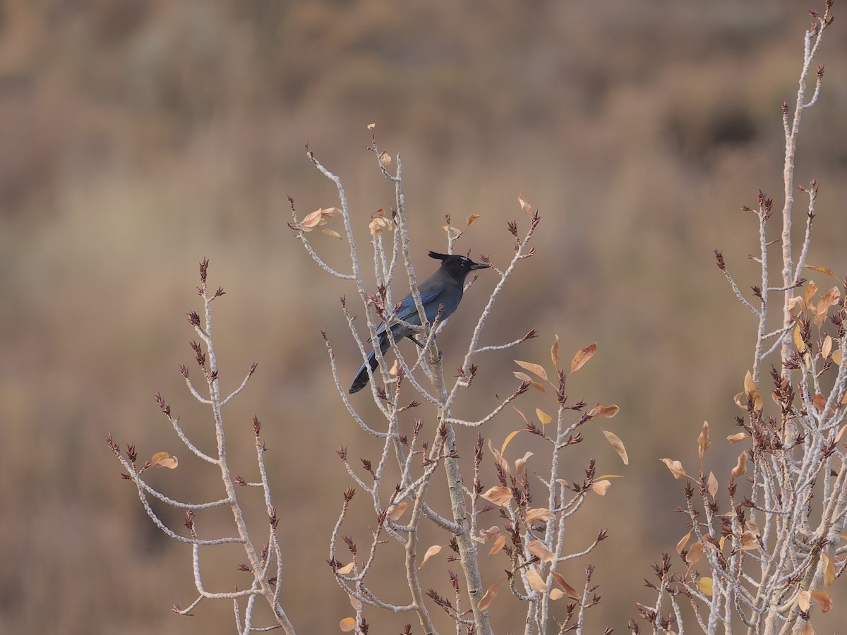 Steller's Jay (Southwest Interior) - ML625384210