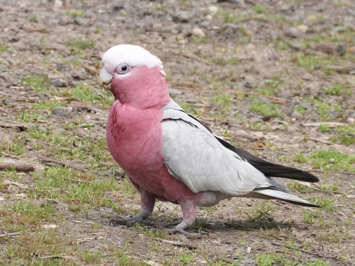 Galah - ML625384213