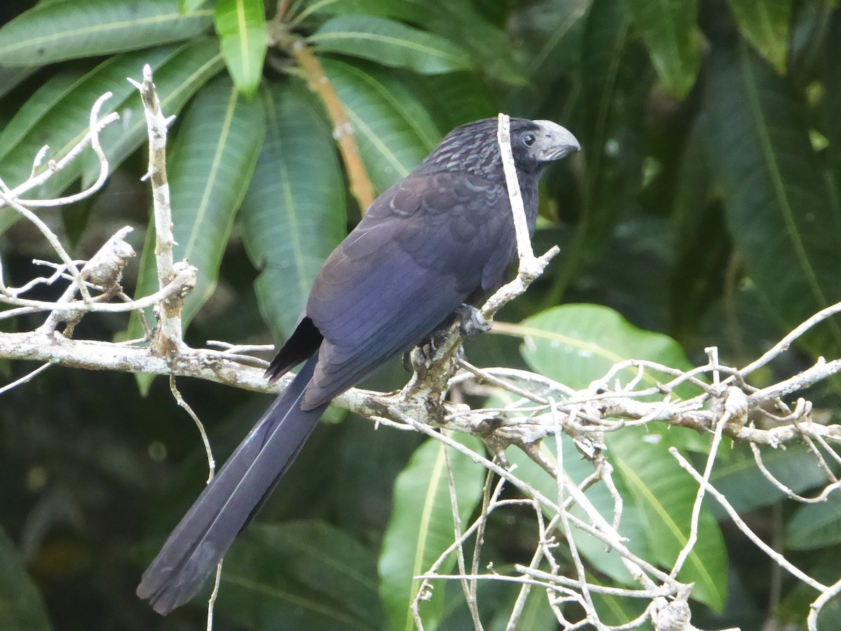 Groove-billed Ani - ML625384239