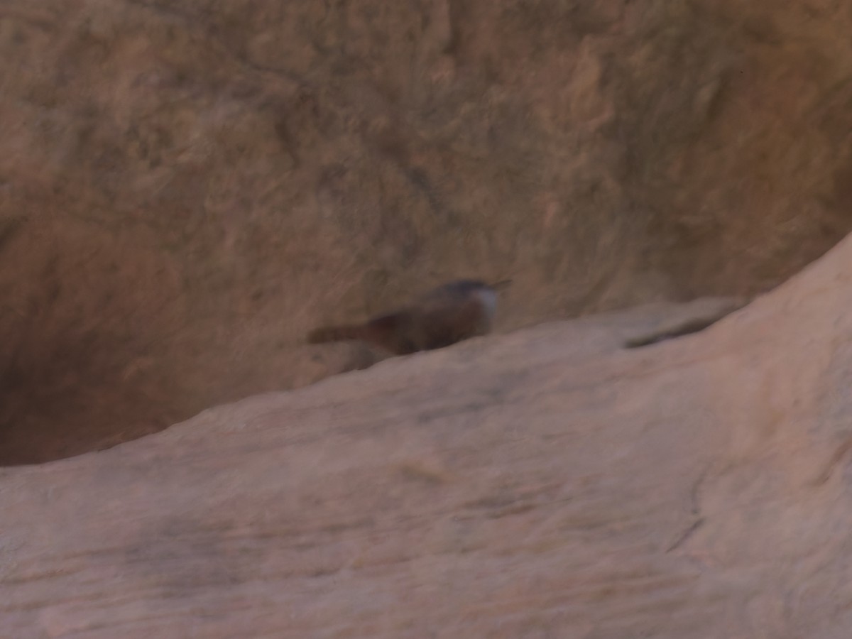 Canyon Wren - ML625384277