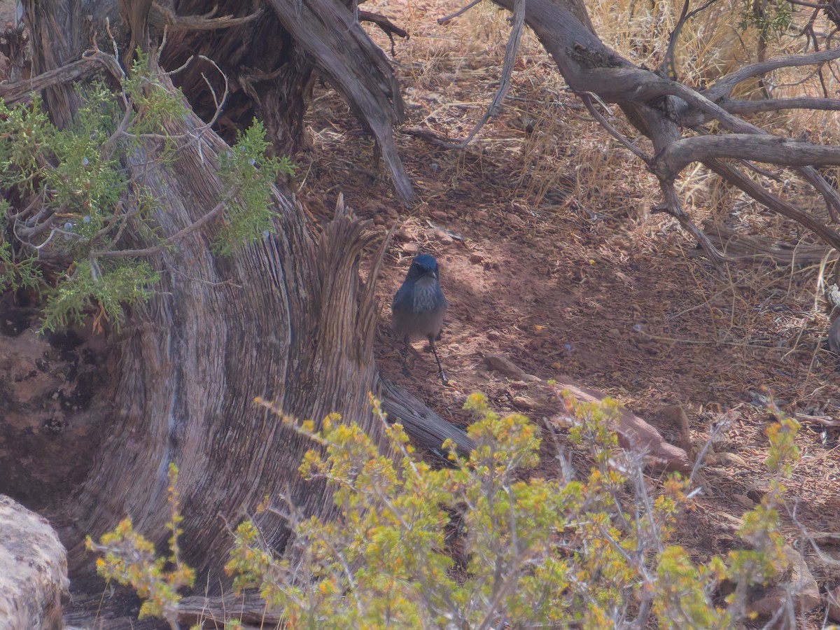 Woodhouse's Scrub-Jay (Woodhouse's) - ML625384280