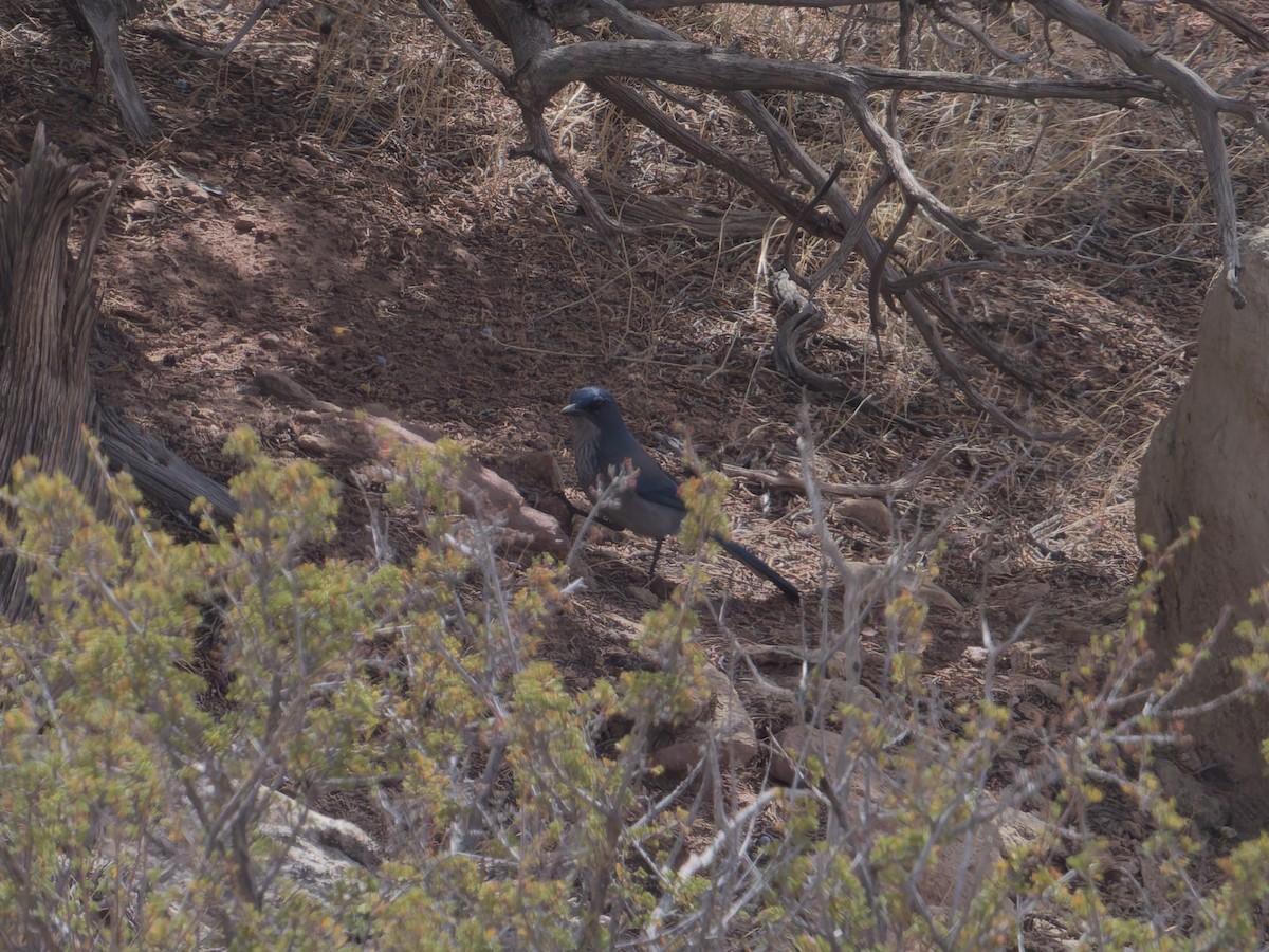Woodhouse's Scrub-Jay (Woodhouse's) - ML625384281