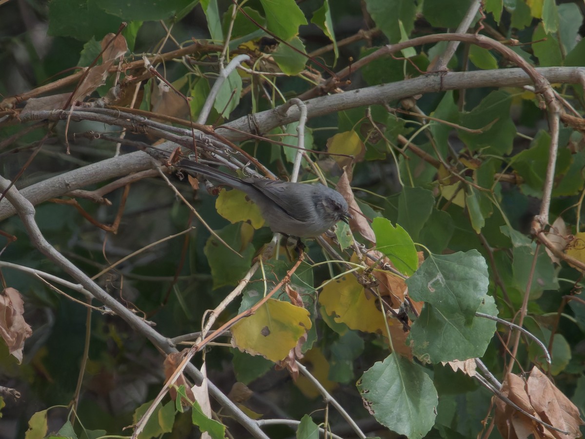 Bushtit - ML625384292